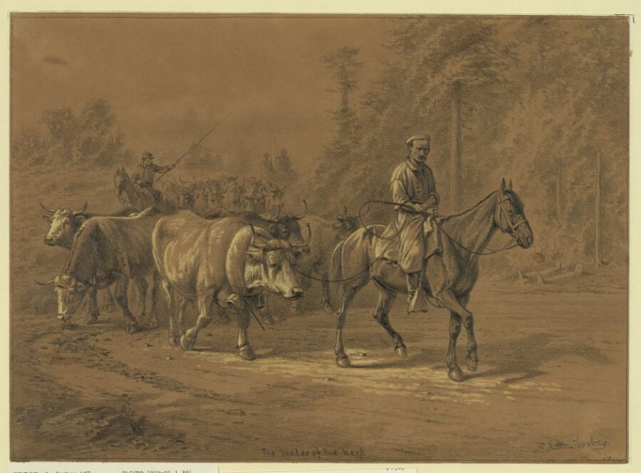 The leader of the herd. Cattle for army use led by a Zouave butcher. Across the road, under the pine trees, can be seen the graves of two Union soldiers, who have been killed in a roadside skirmish.
