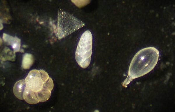 Foraminifera and a diatom collected from the sediment from the interior of the hull of H.L. Hunley. Each of these microfossils is approximately ¼ of a millimeter in size. The diatom is triangular in shape (top); the foraminifera at the center is Bolivina, a taxa that prefers low-oxygen marine waters.