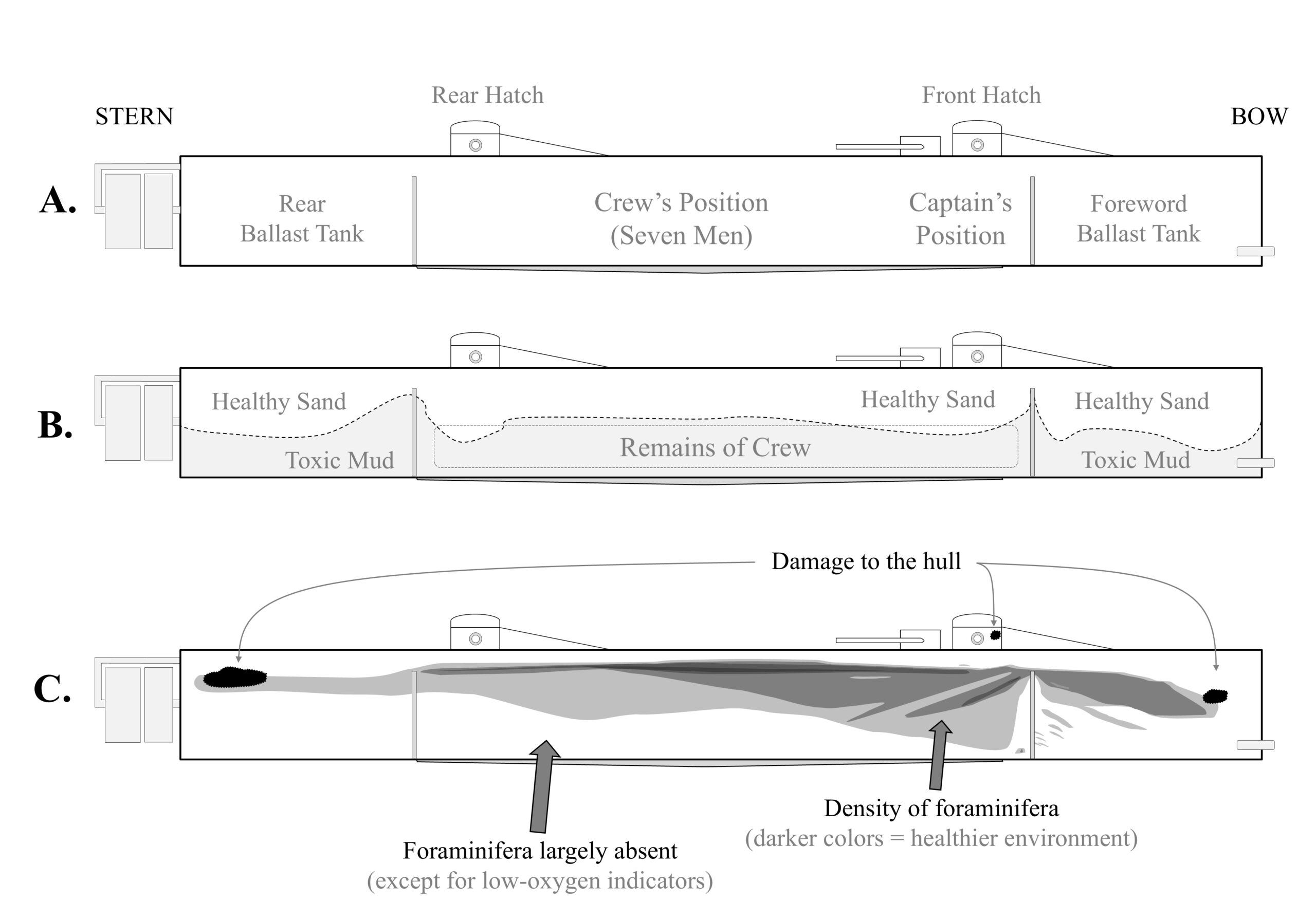 The interior of H.L. Hunley. Basic layout (A) shows the position of the seven crew members, who powered the hand crank, and the captain. After the vessel’s sinking the interior was completely full of sediment (B). The dashed line indicates the contact between the “toxic mud,” which enveloped the bodies, and the overlying “healthy sand.” Foraminifera (C) were most common in the sand layers, and those species found in the bottom mud were varieties that prefer low-oxygen conditions.