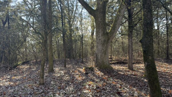 Remnants of Union earthworks at Triune, Tennessee.