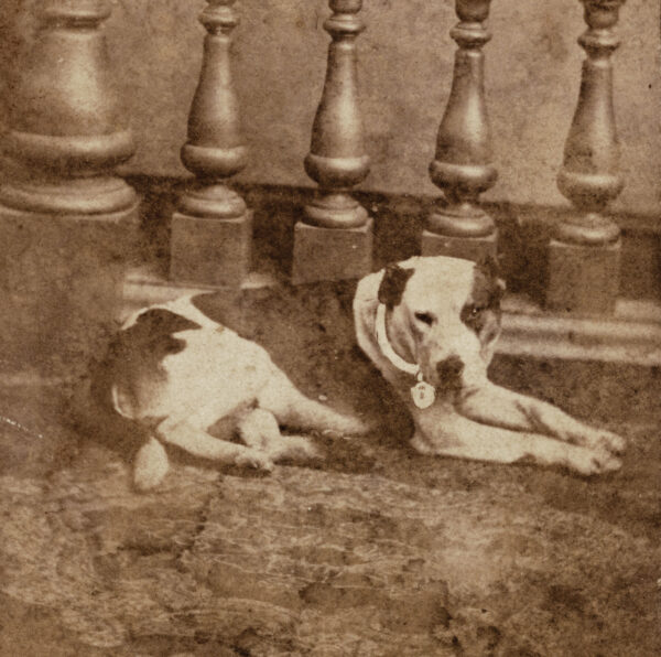 Jack, the Four-Legged Soldier